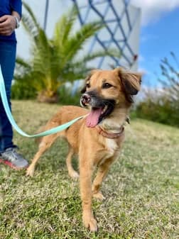 Lucy, brown female Mixed Breed for adoption at Gouves Shelter, Heraklion