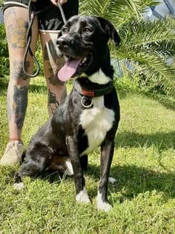 Marvel, female puppy Mixed Breed for adoption at Gouves Shelter, Heraklion