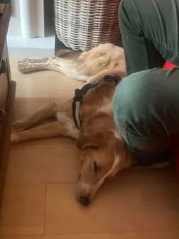 Milo, female 3yo Mixed Breed for adoption at Gouves Shelter, Heraklion