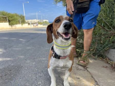 Mimmi, female young Mixed Breed for adoption at Gouves Shelter, Heraklion