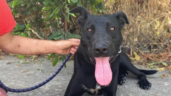 Missy, female puppy Mixed Breed for adoption at Gouves Shelter, Heraklion