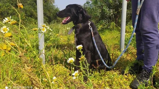 Nelson, female 6yo Mixed Breed for adoption at Gouves Shelter, Heraklion