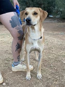 Nemo, yellow female Mixed Breed for adoption at Gouves Shelter, Heraklion