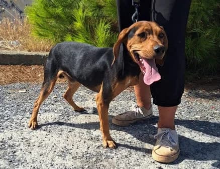 Nero, black and tan female Mixed Breed for adoption at Gouves Shelter, Heraklion