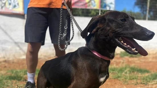 Nico, female senior Mixed Breed for adoption at Gouves Shelter, Heraklion