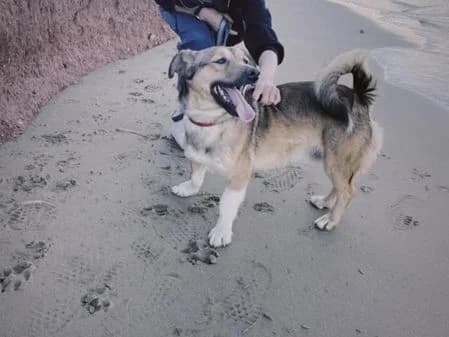 Nikos, female puppy Mixed Breed for adoption at Gouves Shelter, Heraklion