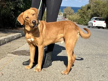 Ollie, female puppy Mixed Breed for adoption at Gouves Shelter, Heraklion