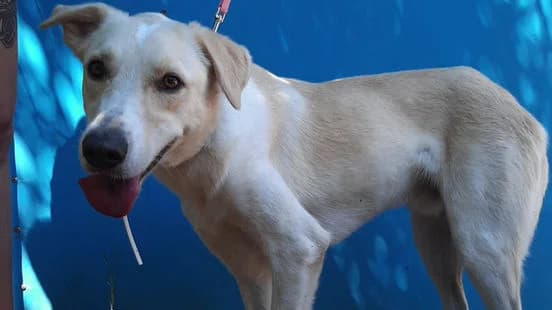 Otis, female 7yo Mixed Breed for adoption at Gouves Shelter, Heraklion