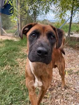 Peanut, brown female Boxer for adoption at Gouves Shelter, Heraklion
