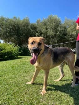 Rocco, brown female Mixed Breed for adoption at Gouves Shelter, Heraklion