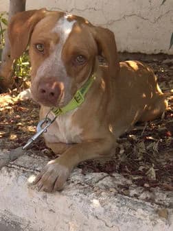 Rocket, female puppy Mixed Breed for adoption at Gouves Shelter, Heraklion