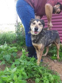 Rusty, black and tan female Mixed Breed for adoption at Gouves Shelter, Heraklion