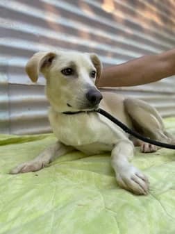 Samuel, cream female Mixed Breed for adoption at Gouves Shelter, Heraklion