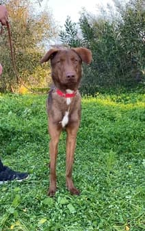Sky, female puppy Mixed Breed for adoption at Gouves Shelter, Heraklion