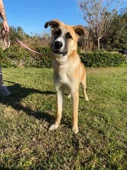 Sol, female puppy Mixed Breed for adoption at Gouves Shelter, Heraklion