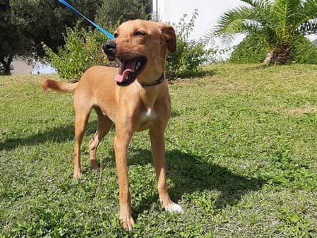 Spoon, female puppy Mixed Breed for adoption at Gouves Shelter, Heraklion