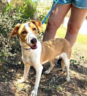 Sterre, female puppy Mixed Breed for adoption at Gouves Shelter, Heraklion