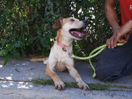 Stups, tan female Mixed Breed for adoption at Gouves Shelter, Heraklion