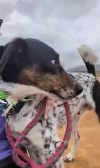 Trevor, female young Mixed Breed for adoption at Gouves Shelter, Heraklion