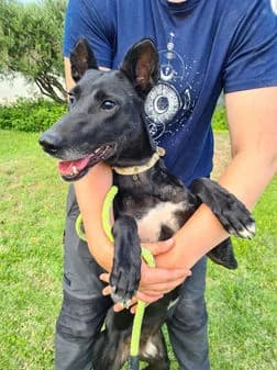 Zane, black female Mixed Breed for adoption at Gouves Shelter, Heraklion