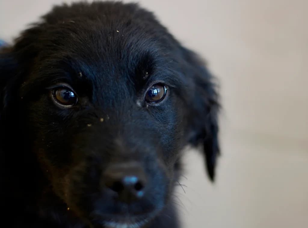 Lobo, male puppy mixed breed for adoption at Dumovec, Zagreb