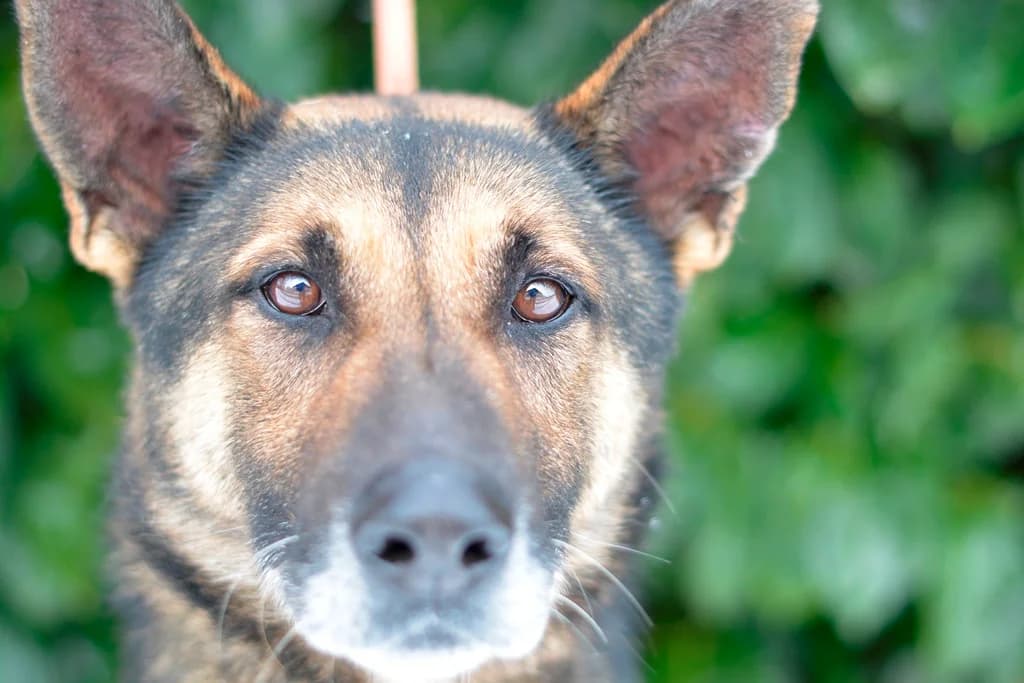 Durango, male 6yo mixed breed for adoption at Dumovec, Zagreb
