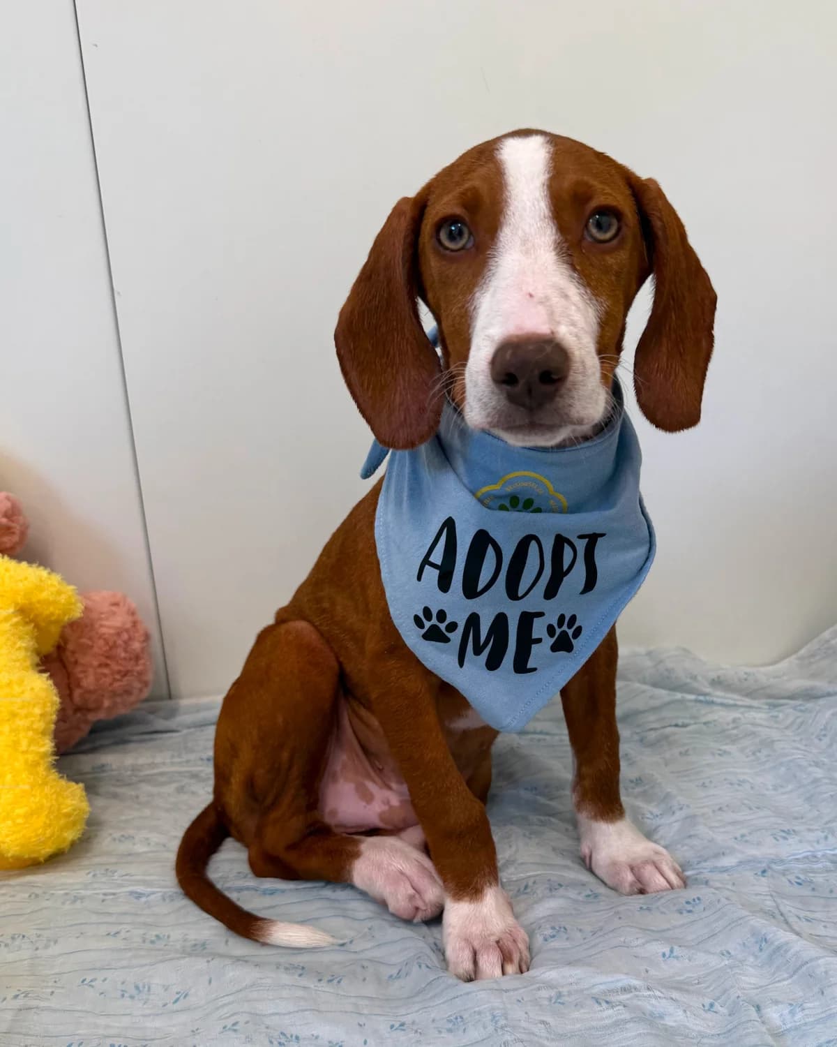 Alex, male puppy Mixed Breed for adoption at Azil Dubrovnik