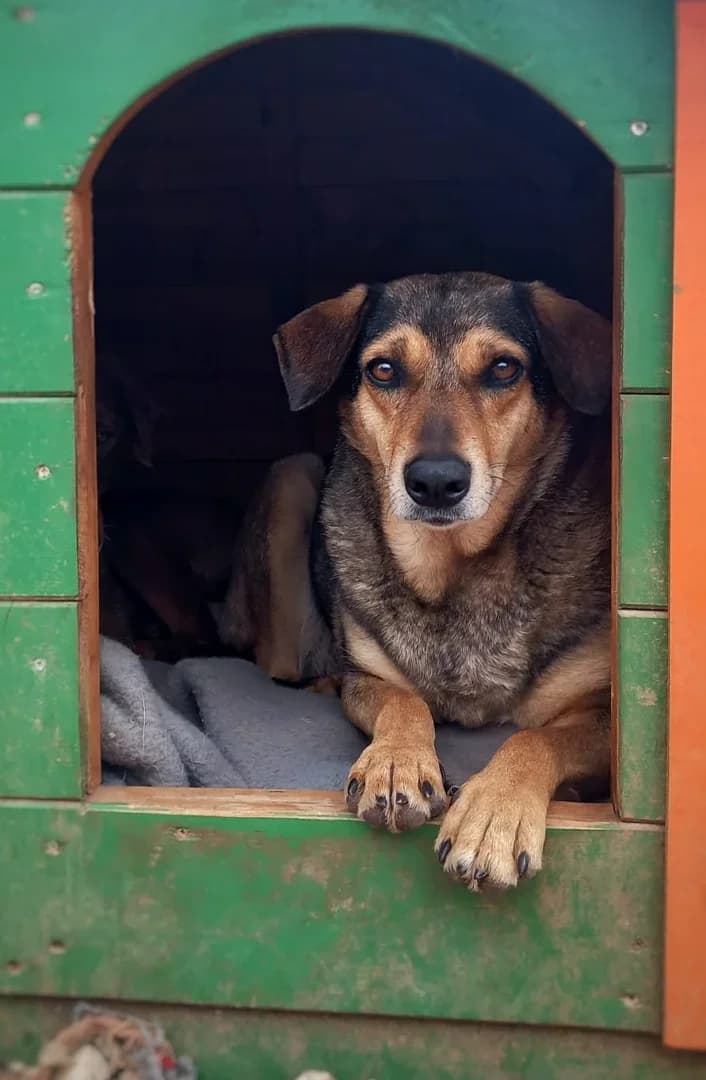 Anđela, female Mixed Breed for adoption at Azil Dubrovnik