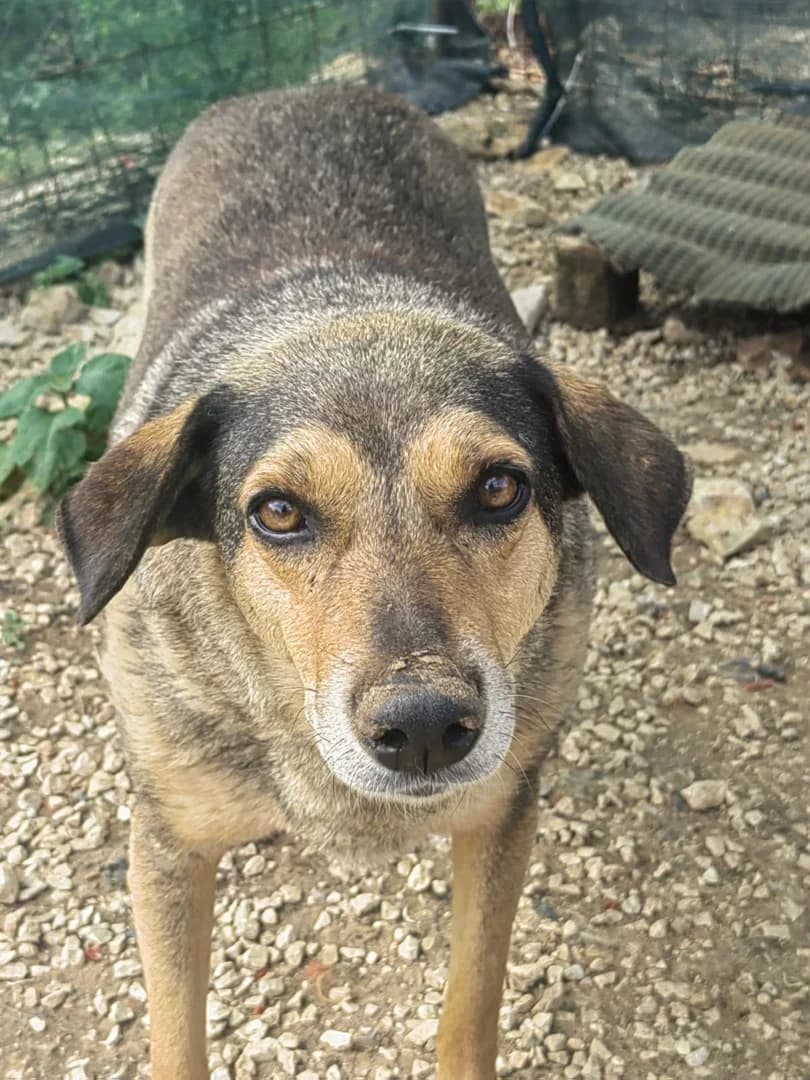 Anđela, female Mixed Breed for adoption at Azil Dubrovnik — photo 2 of 3