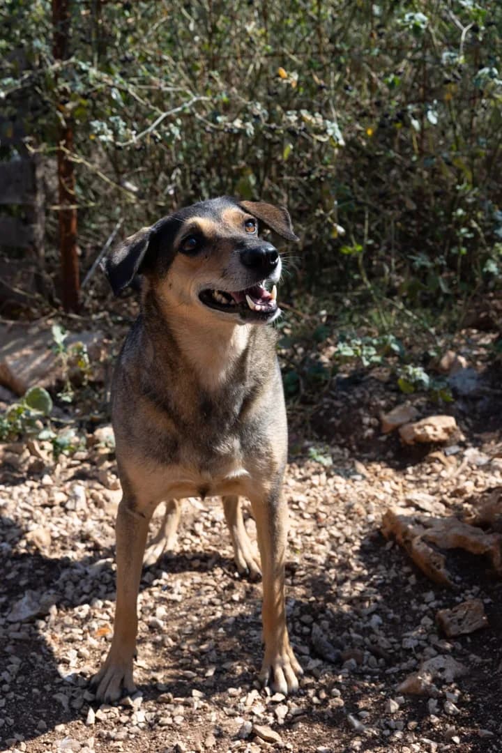 Anđela, female Mixed Breed for adoption at Azil Dubrovnik — photo 3 of 3
