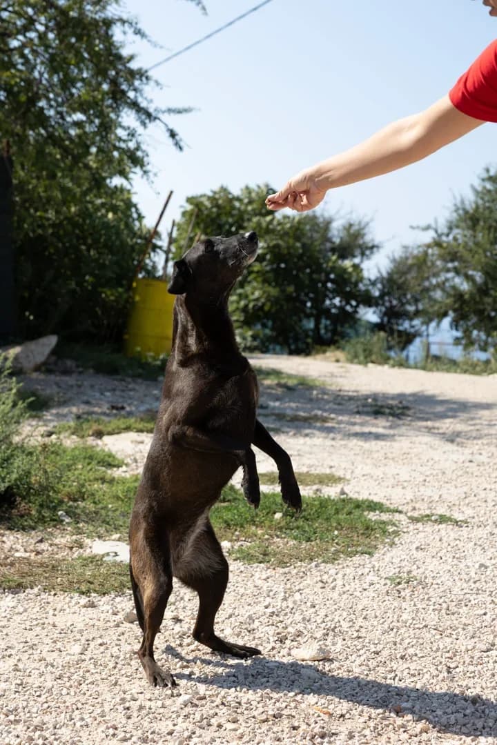 Chavela, female Mixed Breed for adoption at Azil Dubrovnik