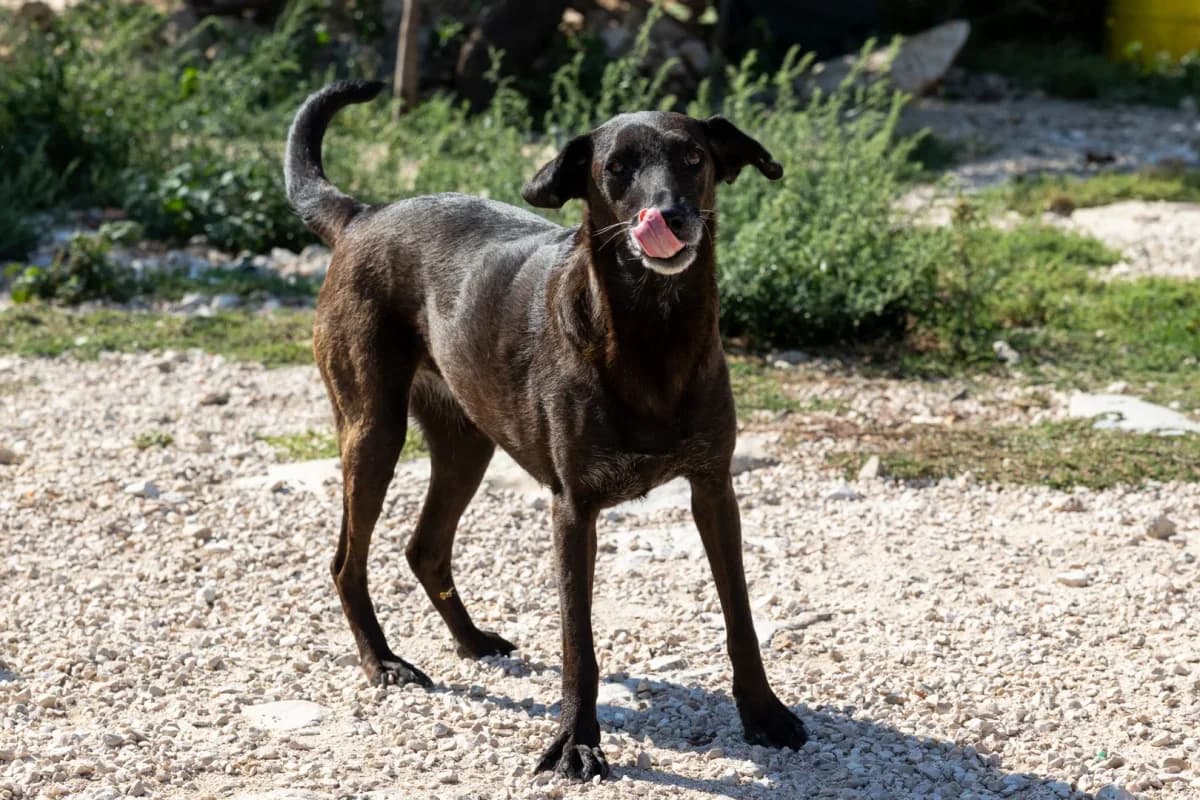 Chavela, female Mixed Breed for adoption at Azil Dubrovnik — photo 2 of 2