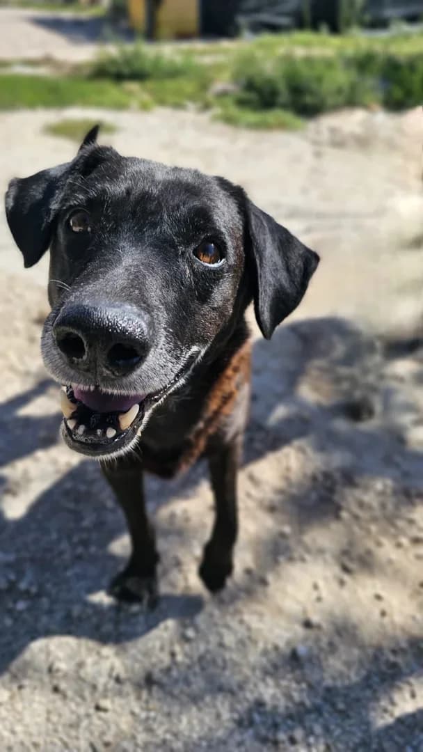 Divljan, male Mixed Breed for adoption at Azil Dubrovnik — photo 2 of 2