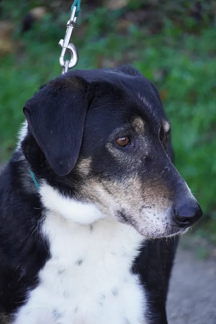 Đole, male Mixed Breed for adoption at Azil Dubrovnik