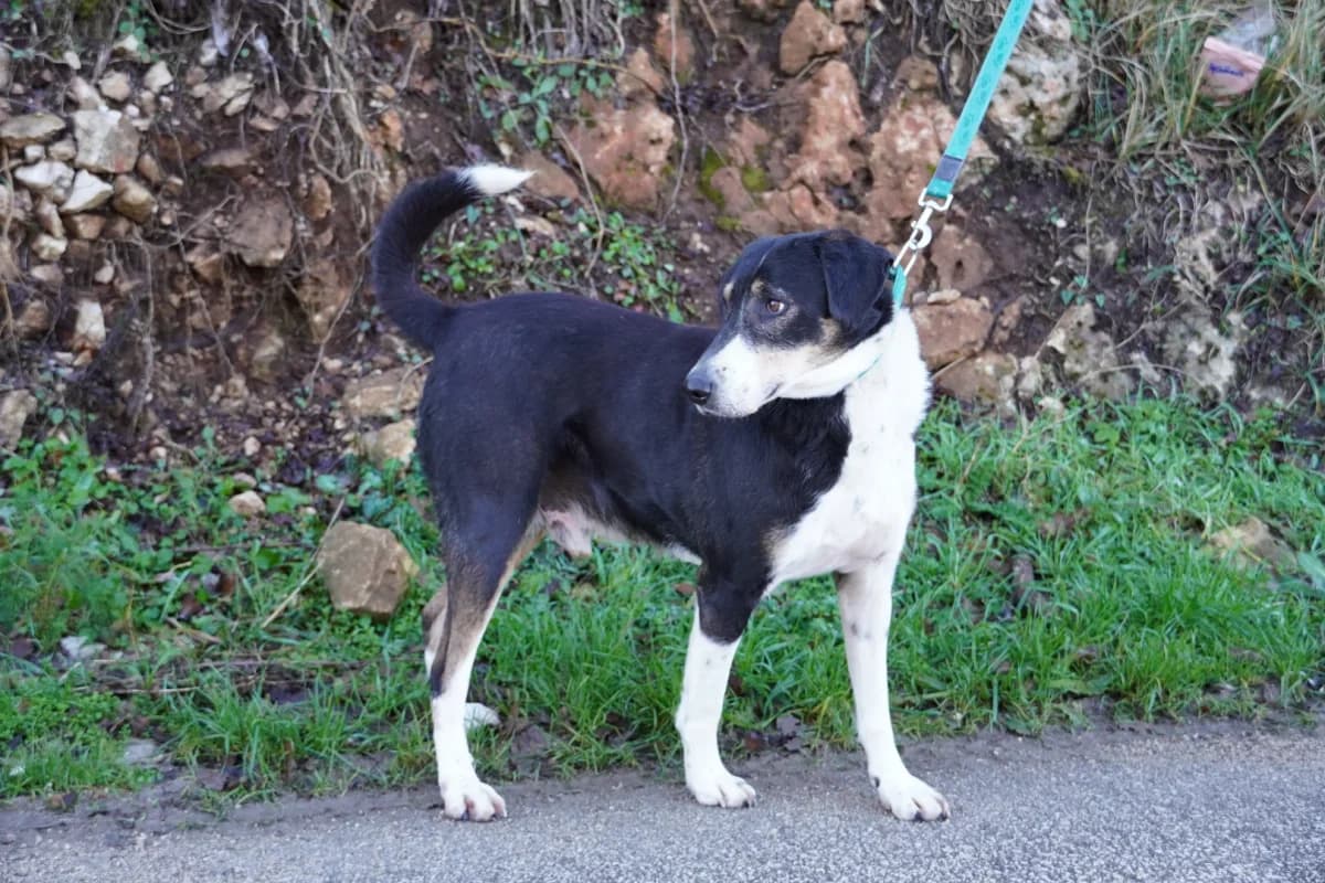 Đole, male Mixed Breed for adoption at Azil Dubrovnik — photo 2 of 4
