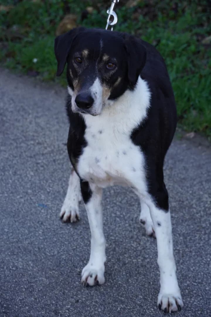 Đole, male Mixed Breed for adoption at Azil Dubrovnik — photo 3 of 4