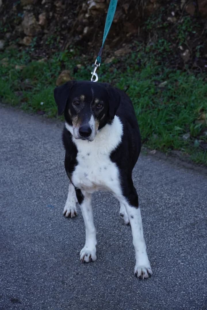 Đole, male Mixed Breed for adoption at Azil Dubrovnik — photo 4 of 4