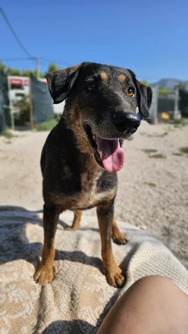 Engel, male Mixed Breed for adoption at Azil Dubrovnik — photo 2 of 3