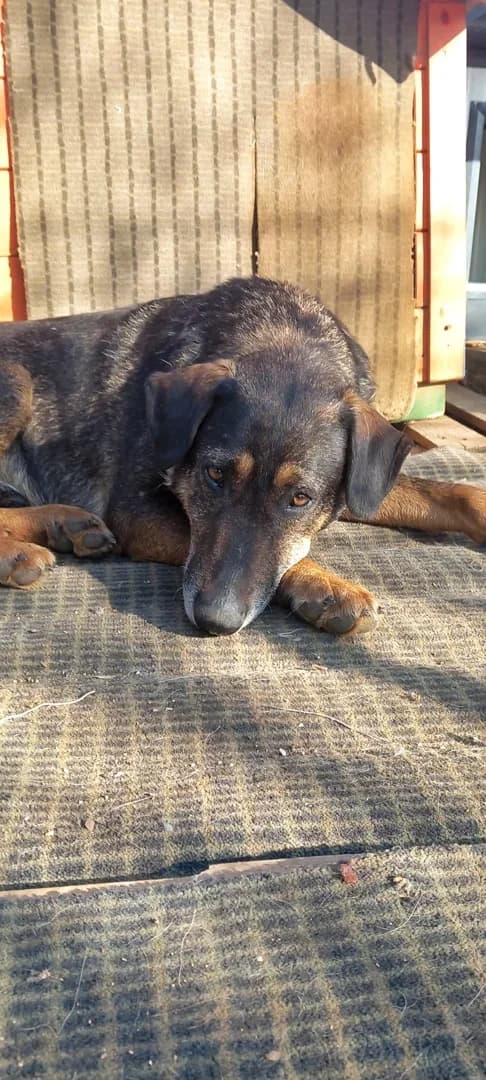 Engel, male Mixed Breed for adoption at Azil Dubrovnik — photo 3 of 3