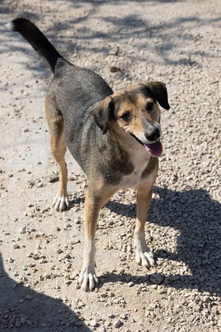 Eni, female Mixed Breed for adoption at Azil Dubrovnik