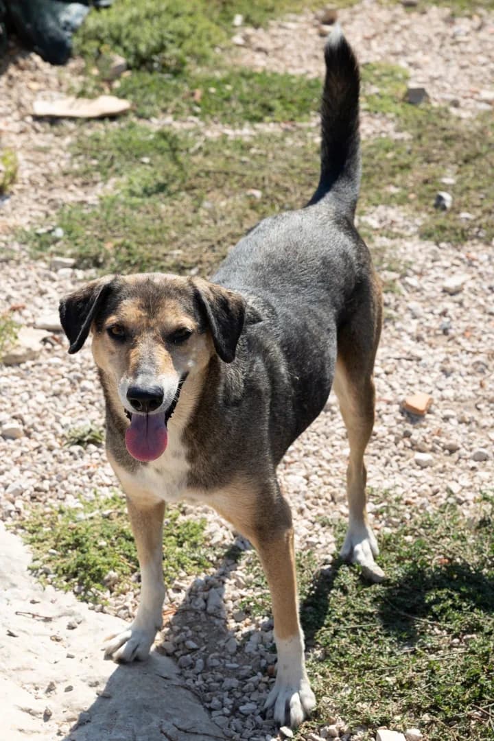 Eni, female Mixed Breed for adoption at Azil Dubrovnik — photo 2 of 2