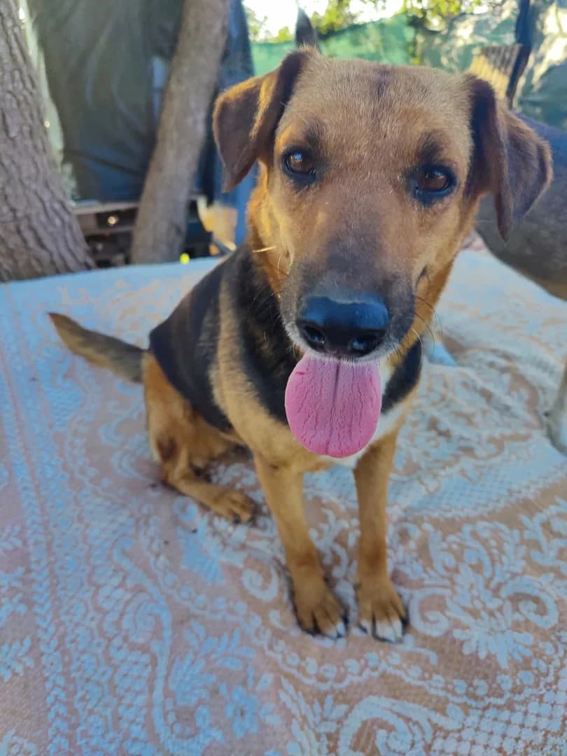 Erika, female Mixed Breed for adoption at Azil Dubrovnik — photo 2 of 2