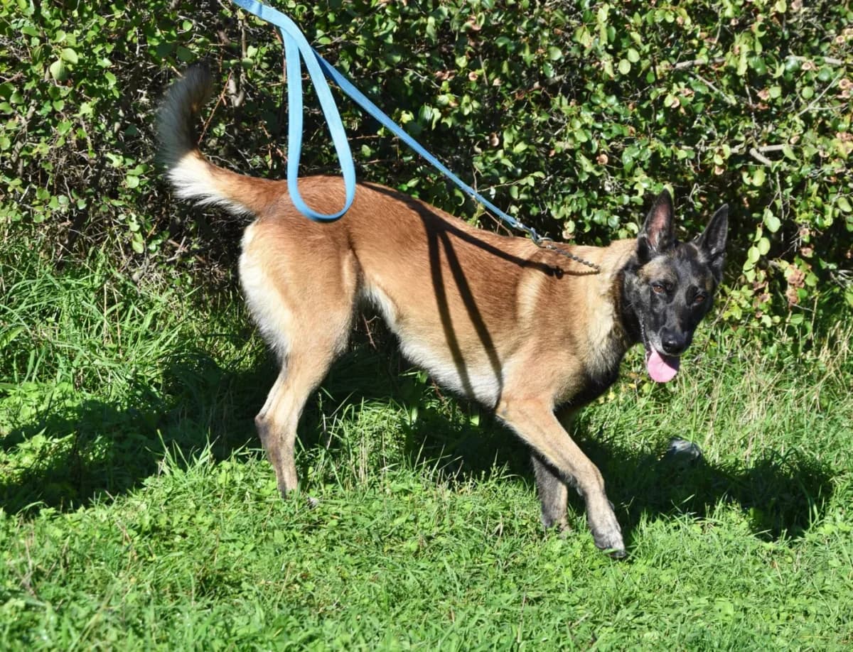 Erna, female Mixed Breed for adoption at Azil Dubrovnik — photo 2 of 3