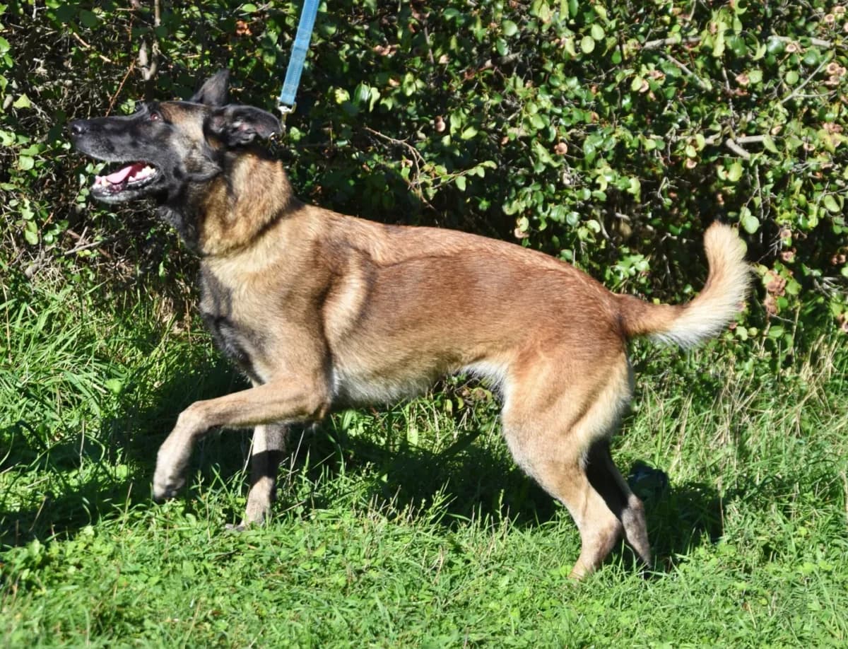 Erna, female Mixed Breed for adoption at Azil Dubrovnik — photo 3 of 3