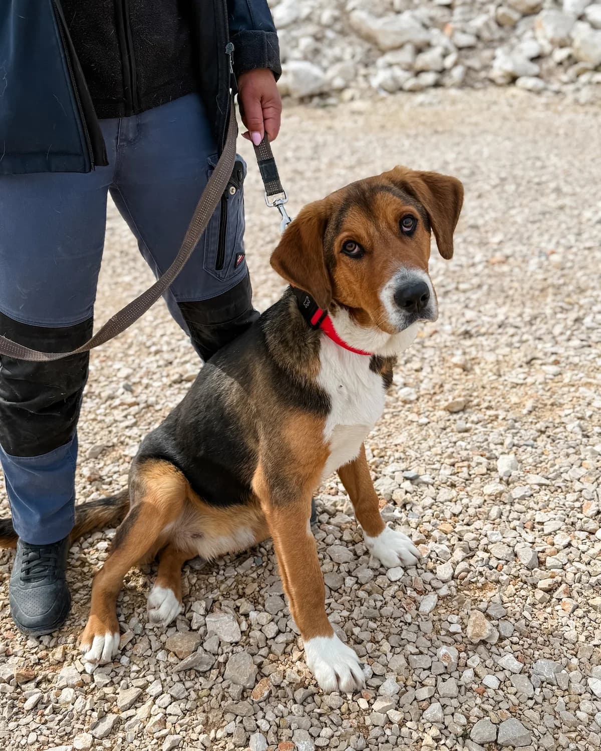 Frenky, male Mixed Breed for adoption at Azil Dubrovnik
