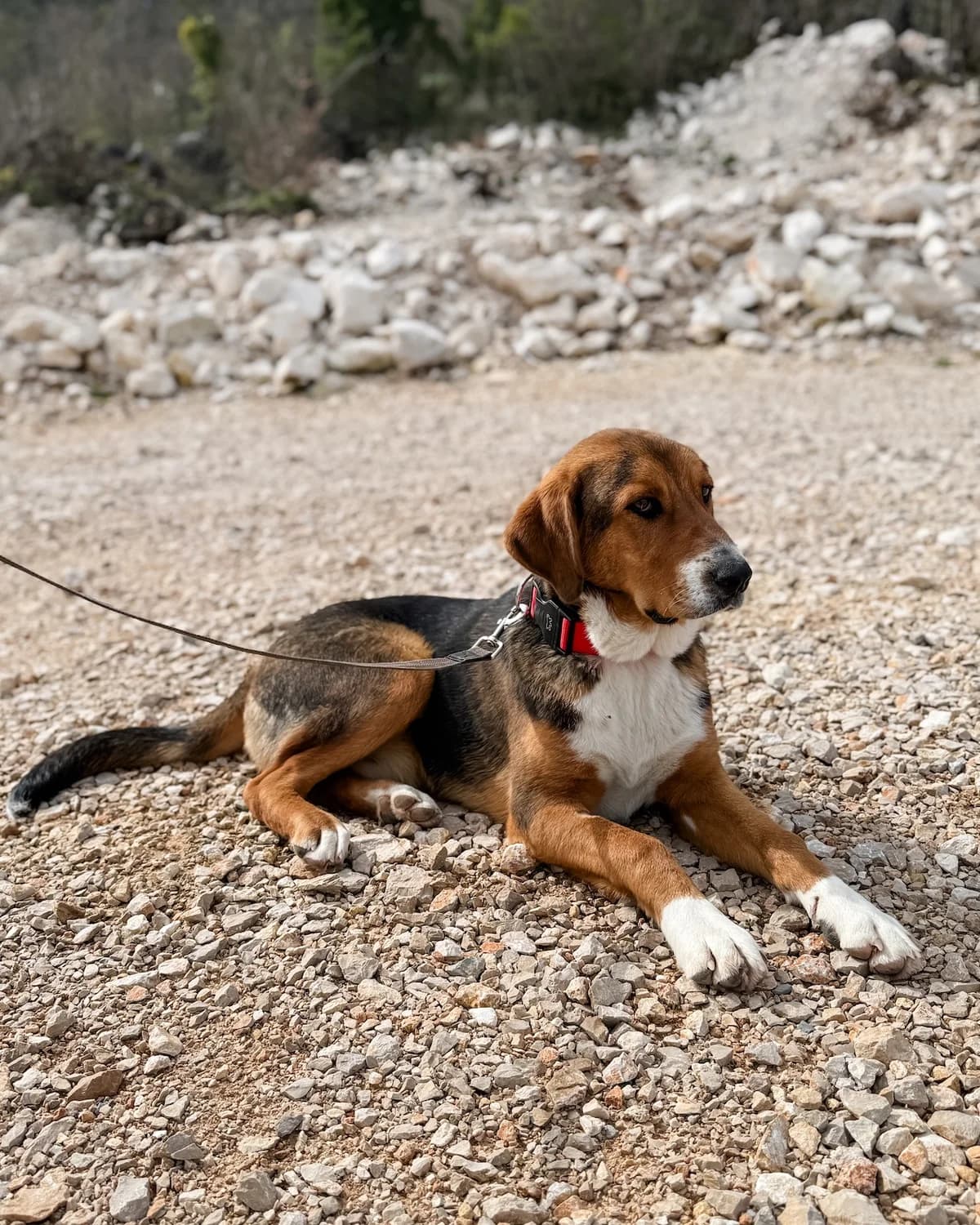 Frenky, male Mixed Breed for adoption at Azil Dubrovnik — photo 2 of 4