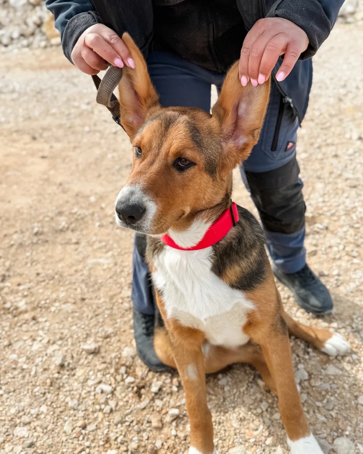 Frenky, male Mixed Breed for adoption at Azil Dubrovnik — photo 3 of 4
