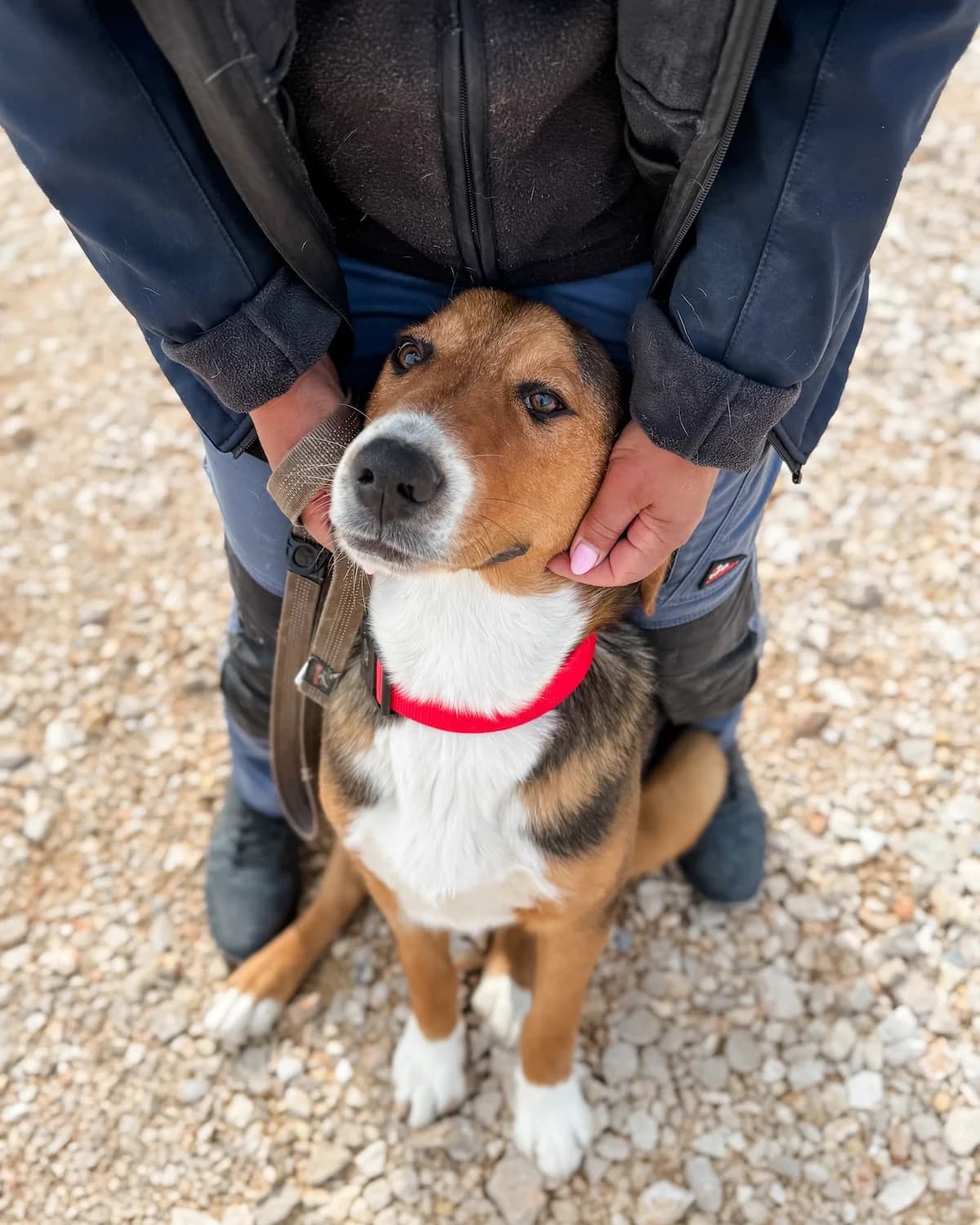 Frenky, male Mixed Breed for adoption at Azil Dubrovnik — photo 4 of 4