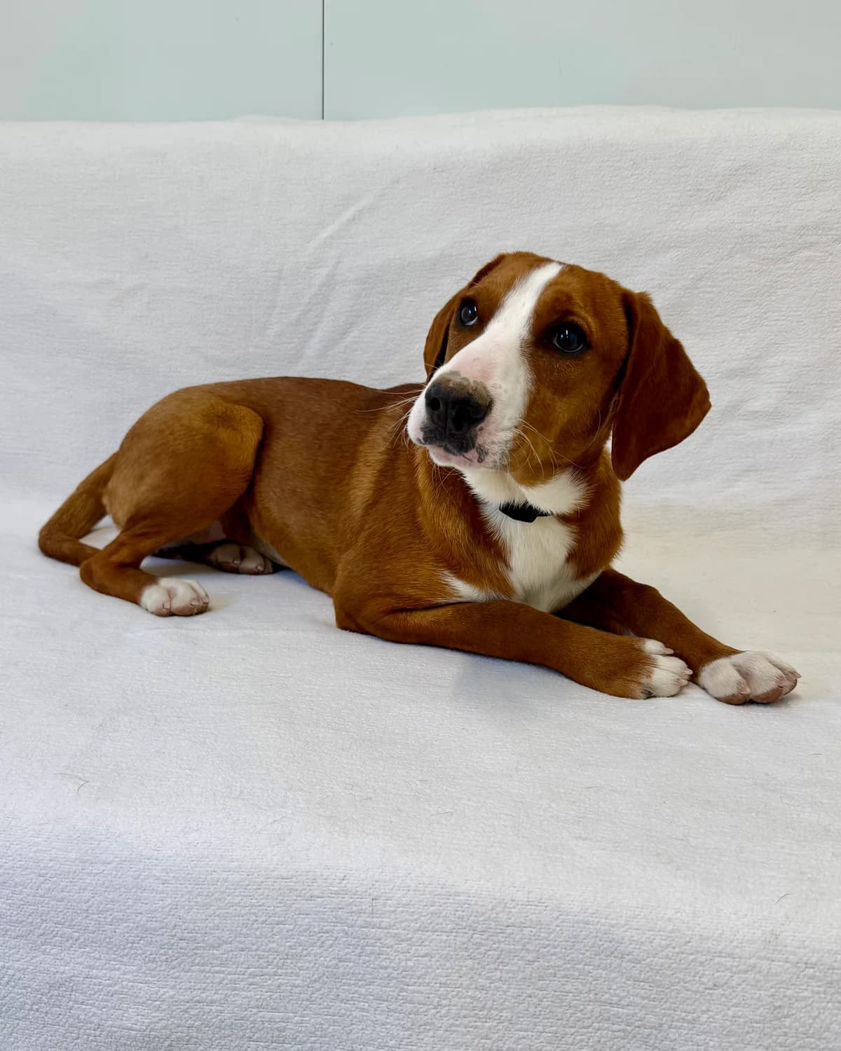 Angel, female puppy Mixed Breed for adoption at Azil Dubrovnik