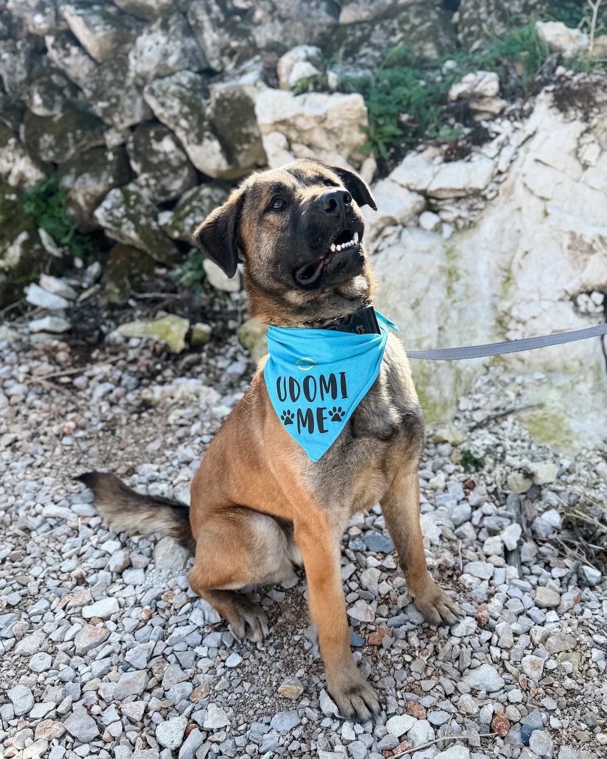 Izzy, male Mixed Breed for adoption at Azil Dubrovnik